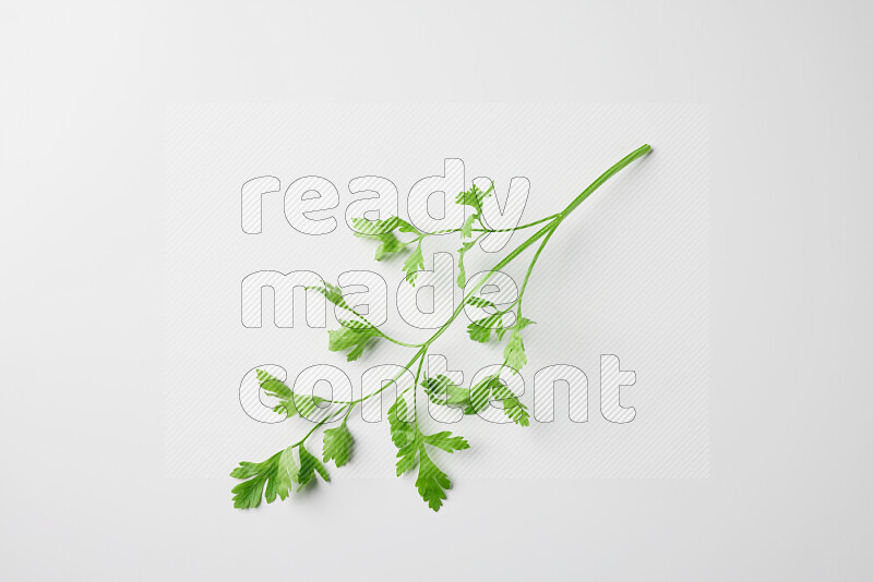 Fresh parsley sprigs with vibrant green leaves on white background