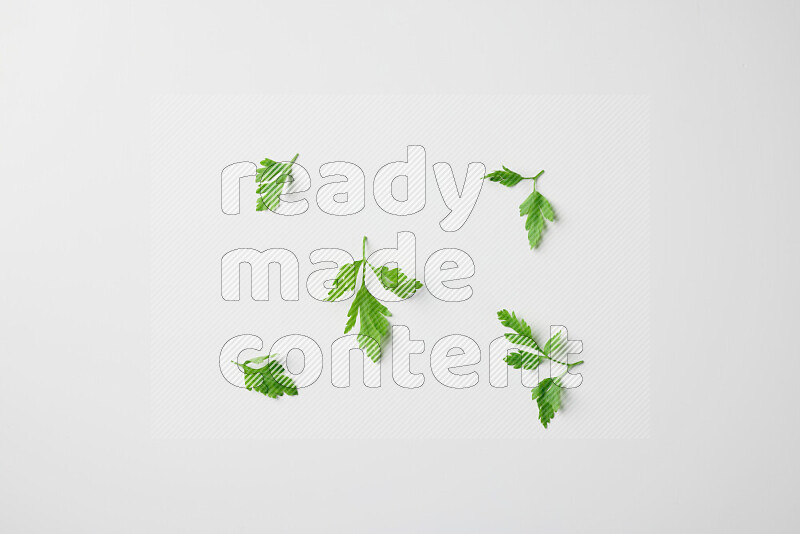 Short fresh parsley sprigs with vibrant green leaves on white background