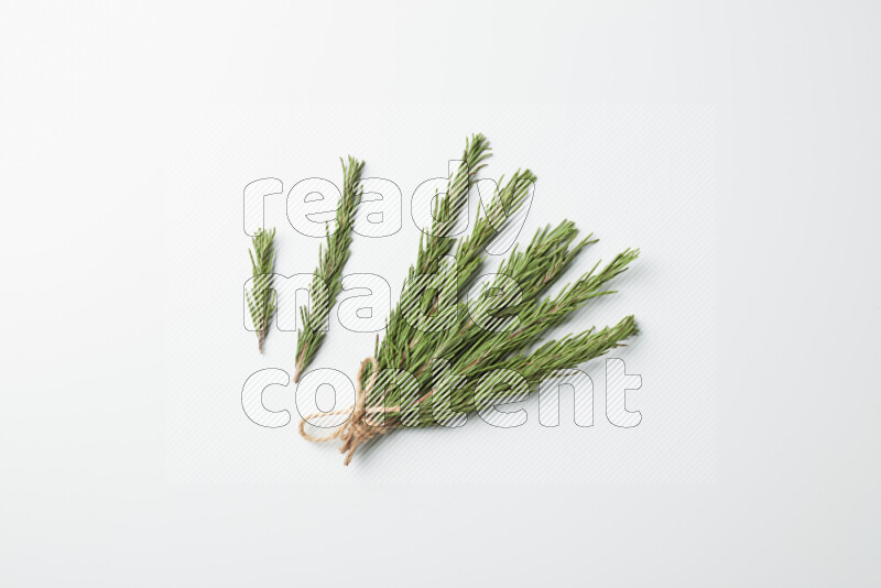 Multi fresh rosemary sprigs on white background