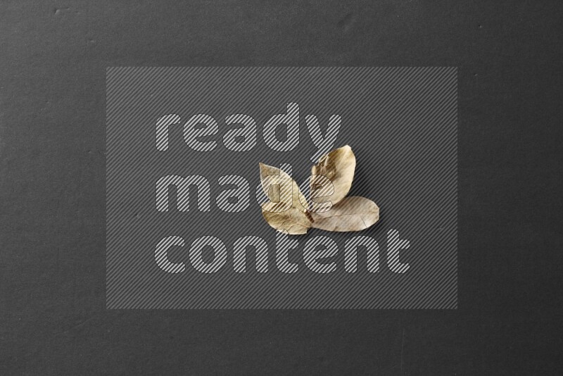 أوراق الغار علي خلفية سوداء