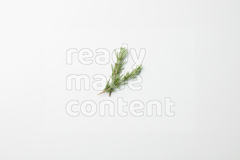 Two fresh rosemary sprigs on white background