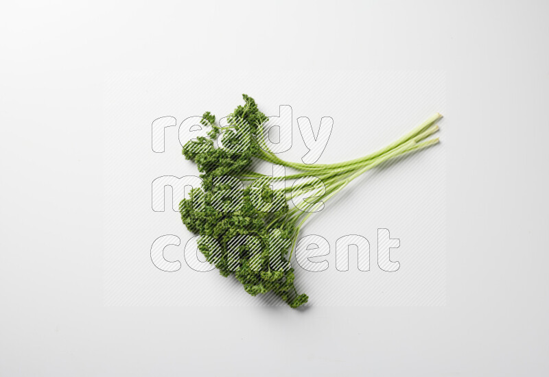 A bunch of fresh curly lettuce sprigs on a white background