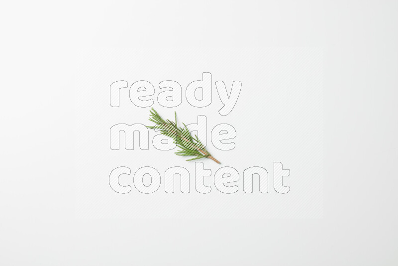 One fresh rosemary sprig on white background