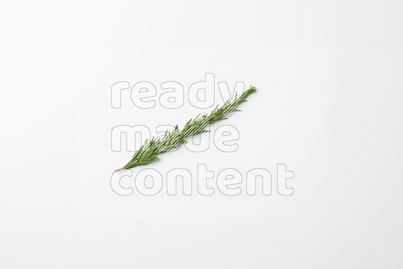 One fresh rosemary sprig on white background