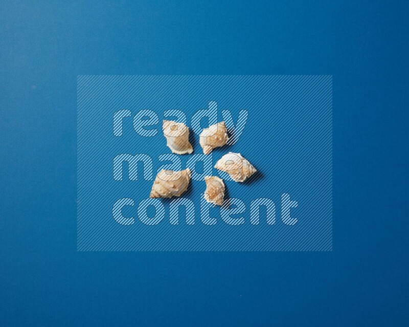 top view shot of seashells arrangement on blue background