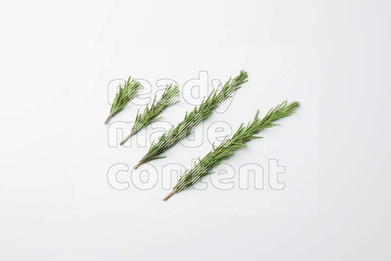 Multi fresh rosemary sprigs on white background