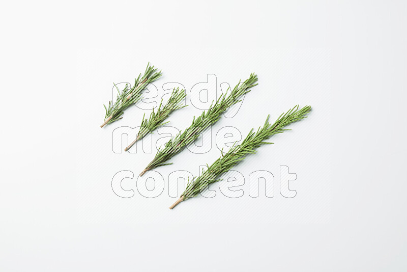 Multi fresh rosemary sprigs on white background