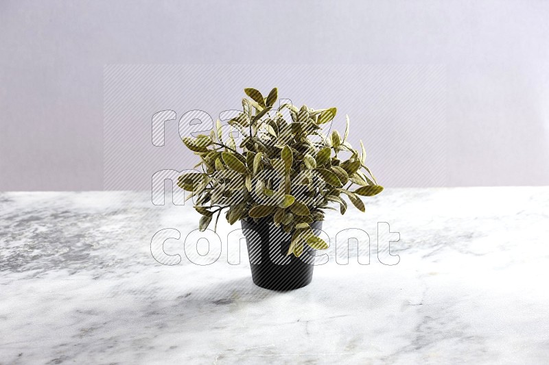 Artificial Plant in black pot on Light Grey Marble Background 45 degree angle