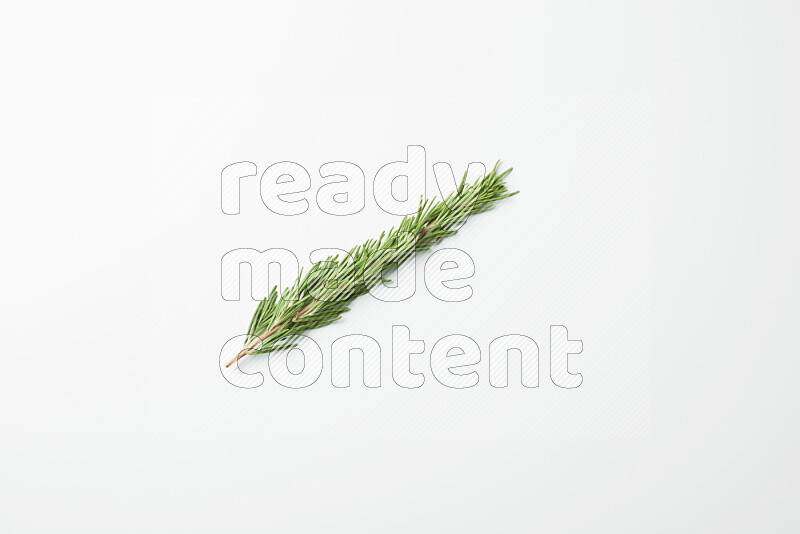 One fresh rosemary sprig on white background