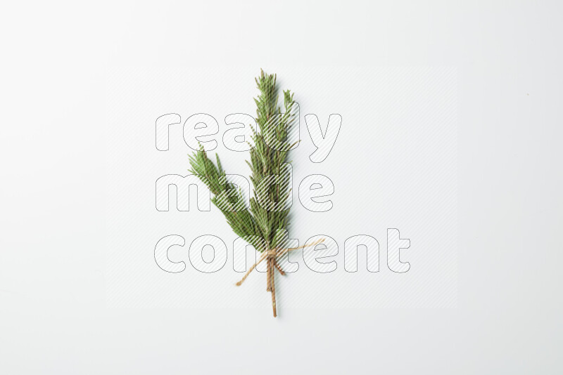 Three fresh rosemary sprigs on white background