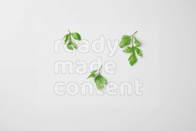 Scattered fresh parsley leaves on white background