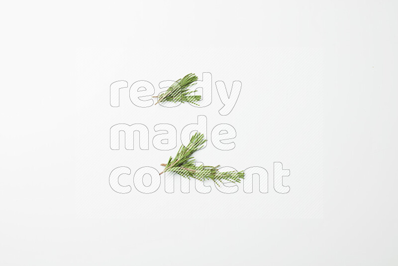 Multi fresh rosemary sprigs on white background