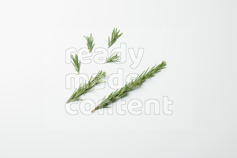 Multi fresh rosemary sprigs on white background