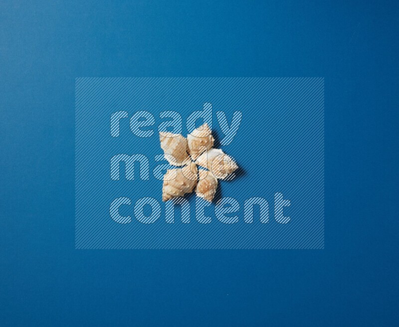 top view shot of seashells arrangement on blue background