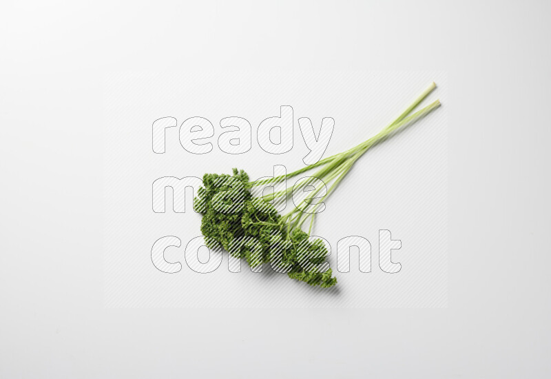 A bunch of fresh curly lettuce sprigs on a white background