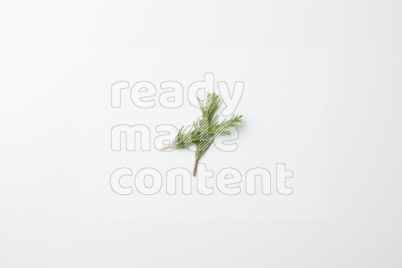 Two fresh rosemary sprigs on white background