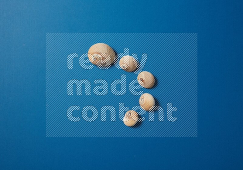 top view shot of seashells arrangement on blue background