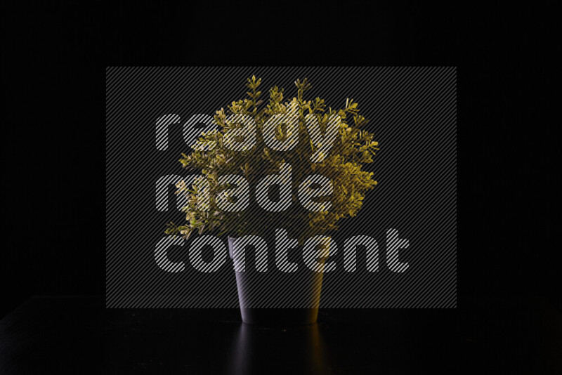 Plastic potted plant with colored rim light against black background