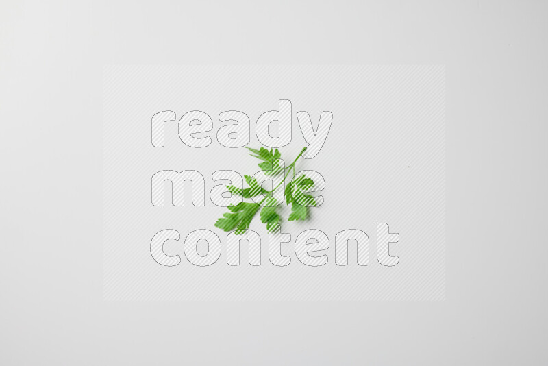 Short fresh parsley sprigs with vibrant green leaves on white background