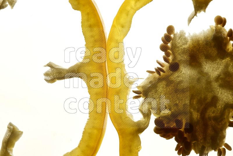 Yellow bell pepper slices on illuminated white background