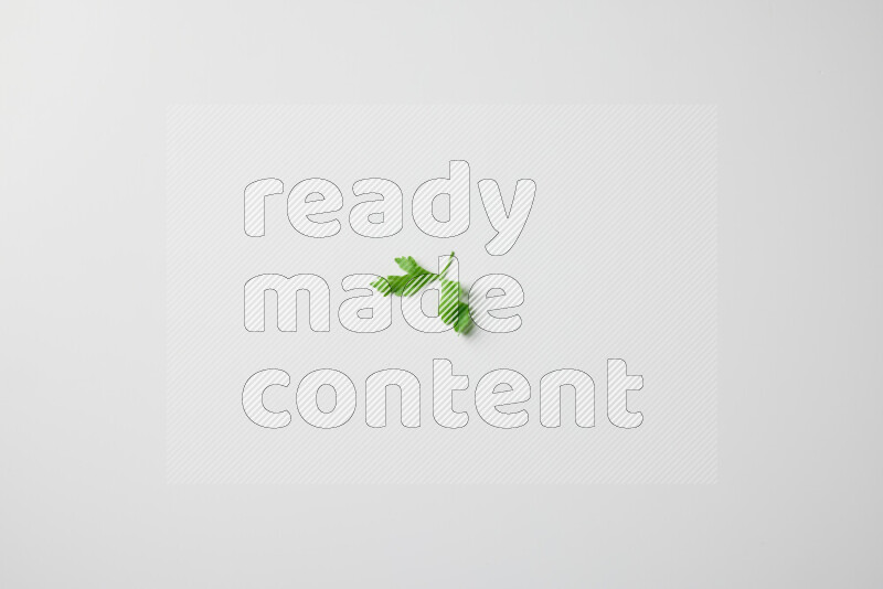 Scattered fresh parsley leaves on white background
