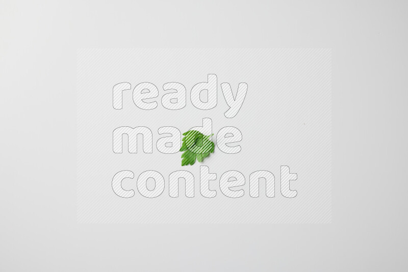 أوراق البقدونس الطازجة المتناثرة على خلفية بيضاء