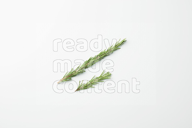 Two fresh rosemary sprigs on white background