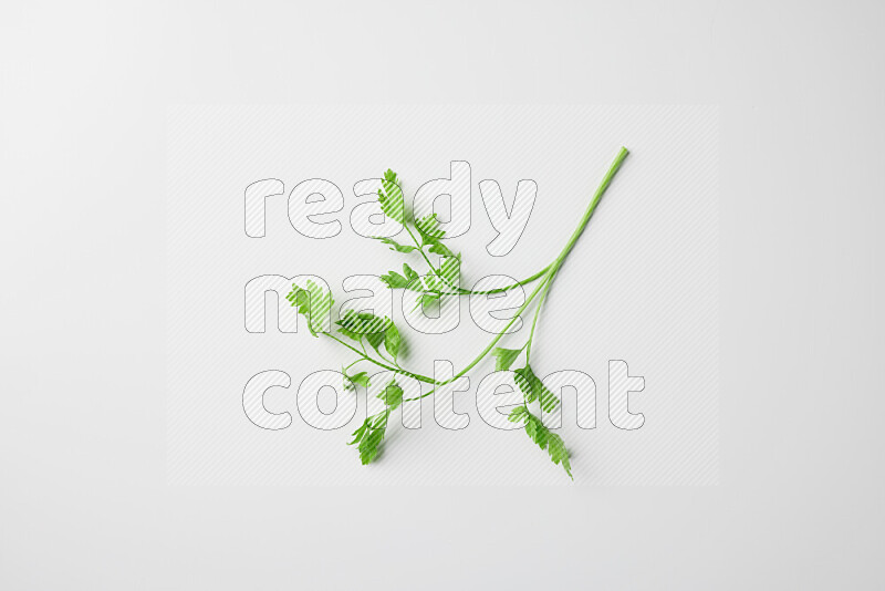 Fresh parsley sprigs with vibrant green leaves on white background