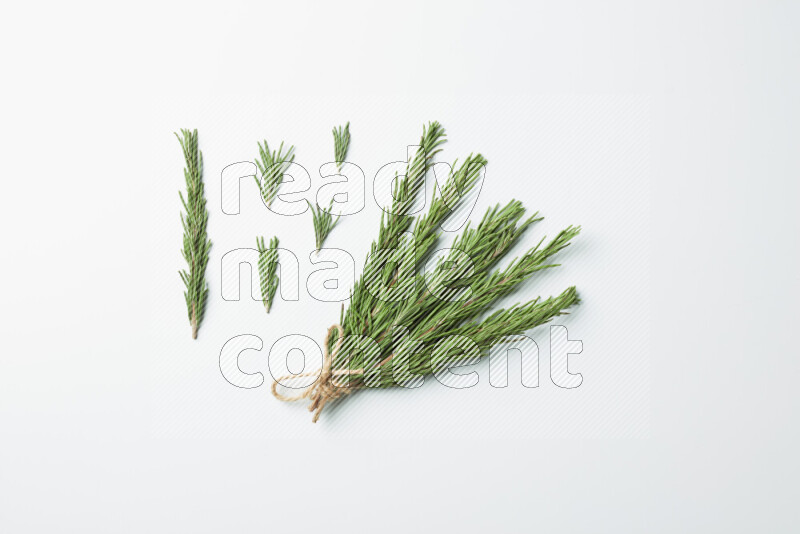 Multi fresh rosemary sprigs on white background
