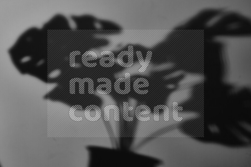 A delicate gobo light projects the silhouette of plant leaves onto a smooth surface