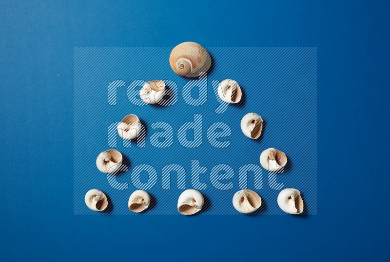 top view shot of seashells arrangement on blue background