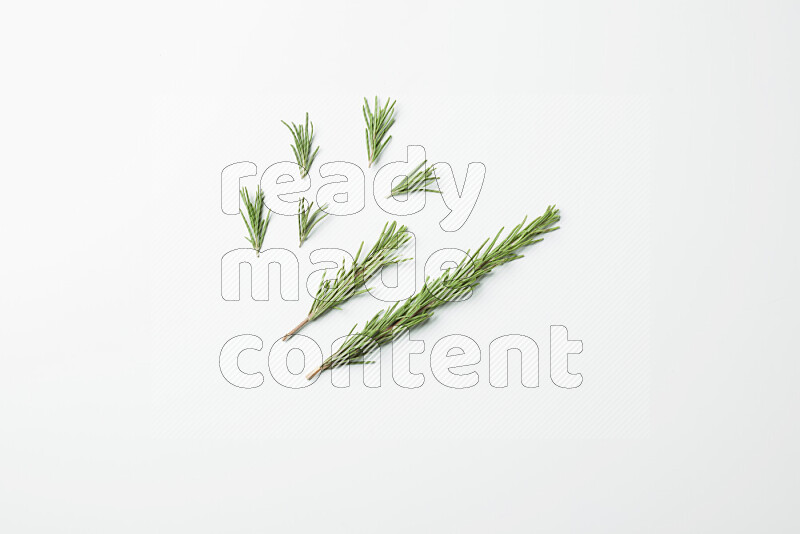 Multi fresh rosemary sprigs on white background