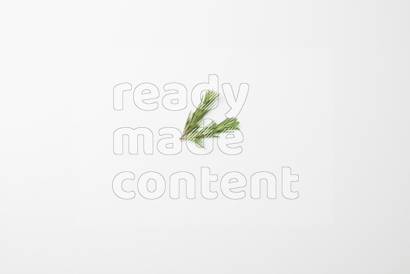 Two fresh rosemary sprigs on white background
