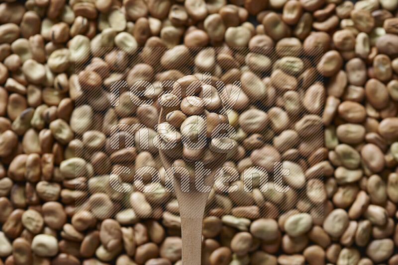 A wooden spoon full of fava beans on fava beans background