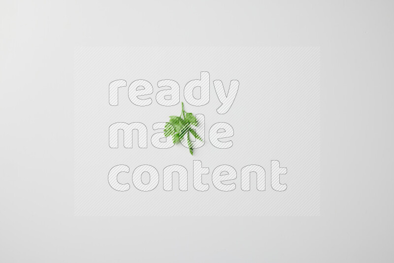 Scattered fresh parsley leaves on white background