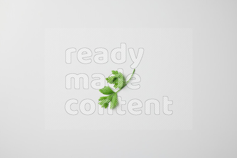 Scattered fresh parsley leaves on white background